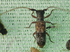 Eunidia subtergrisea