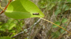 Scythris scopolella