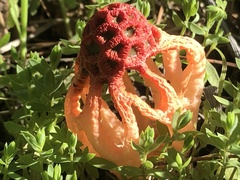 Colus hirudinosus