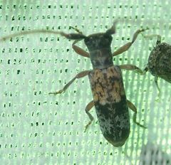 Eunidia subtergrisea