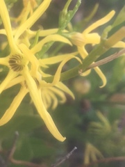 Anthocercis littorea