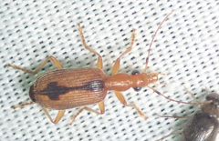 Drypta distincta