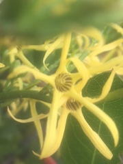 Anthocercis littorea