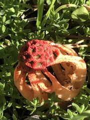 Colus hirudinosus