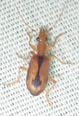 Drypta distincta