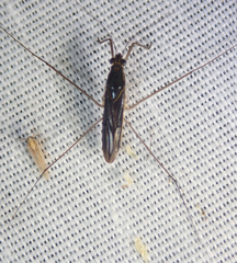 Limnogonus cereiventris