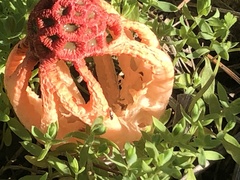 Colus hirudinosus