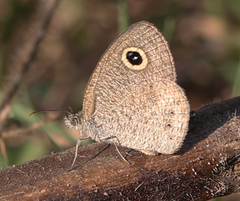 Ypthima baldus madrasa