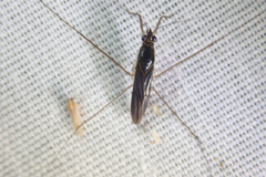 Limnogonus cereiventris