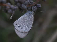 Ypthima baldus madrasa