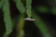 Thamnosara sublitella