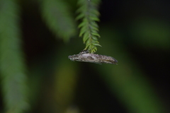 Thamnosara sublitella