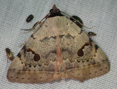Hypopyra africana