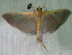 Filodes costivitralis