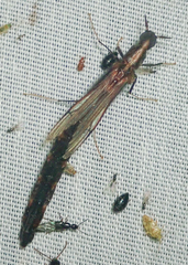 Atractocerus brevicornis