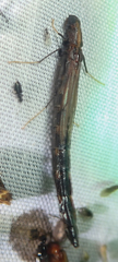 Atractocerus brevicornis