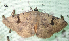 Hypopyra africana