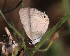 Euchrysops cnejus cnejus