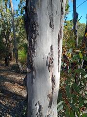 Eucalyptus wandoo