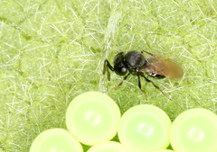 Trissolcus
