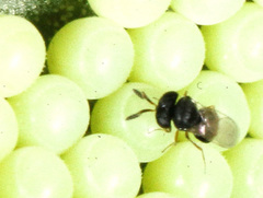 Trissolcus