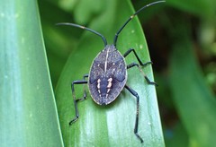 Poecilometis strigatus