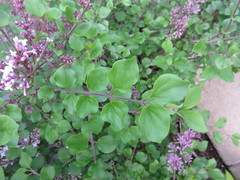 Syringa meyeri