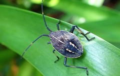 Poecilometis strigatus