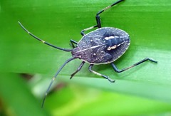 Poecilometis strigatus