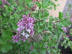 Syringa meyeri