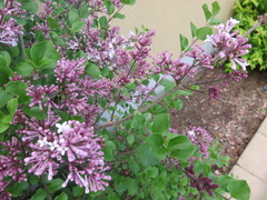 Syringa meyeri
