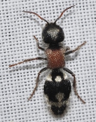 Ronisia barbarula