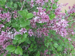 Syringa meyeri