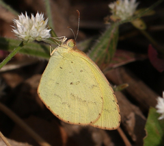 Eurema brigitta rubella