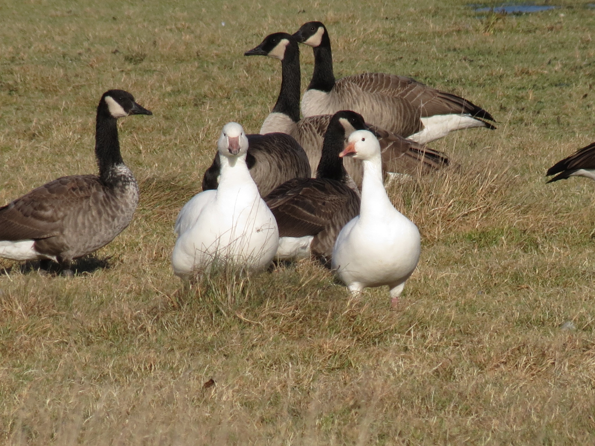 Snow Goose