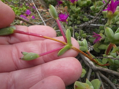 Drosanthemum quadratum