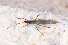 Berytinus minor