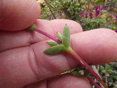 Drosanthemum quadratum
