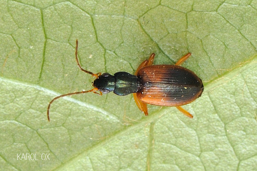 utekáčik dvojfarebný (Anchomenus dorsalis)