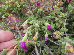 Drosanthemum quadratum