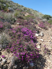 Drosanthemum quadratum