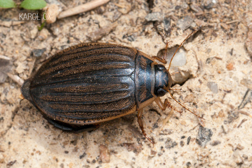 potápnik rebierkavý (Acilius sulcatus)