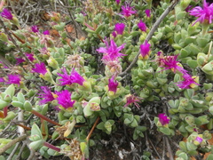 Drosanthemum quadratum