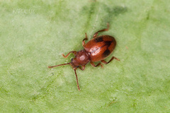 Dapsa denticollis