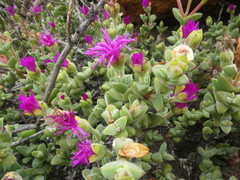 Drosanthemum quadratum