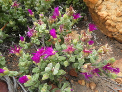 Drosanthemum quadratum