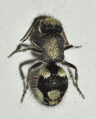 Ronisia marocana