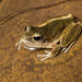 Booroolong Frog - Photo (c) Kaitlyn, some rights reserved (CC BY-NC), uploaded by Kaitlyn