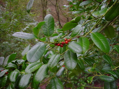 Ilex × altaclerensis