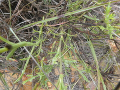 Notobubon collinum